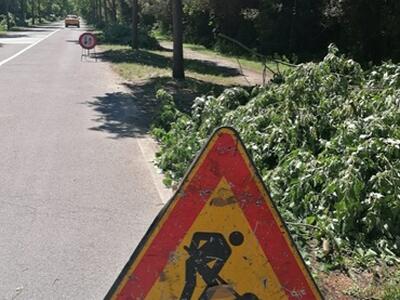 Italia Nostra Versilia: "Potatura degli alberi nel viale Dei Tigli a Viareggio in periodo di nidificazione"