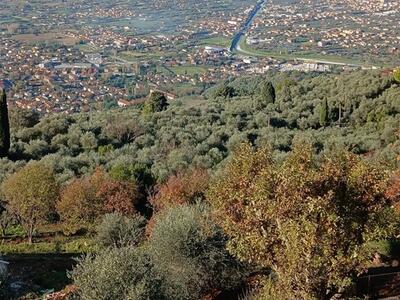 Italia Nostra Versilia fa un esposto contro l&#039;amministrazione comunale di Forte dei Marmi per impedire la costruzione di 23 villette in una zona considerata bosco dalla Regione