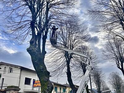 Camaiore: via alla potature dei tigli lungo via Roma a Camaiore