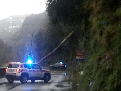Provinciale di Marina in località Fontaneto, giovedì 19 febbraio bloccata viabilità per la caduta di una pianta