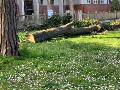 Italia Nostra Versilia: "A Viareggio e in tutta la Versilia manca la cultura del verde pubblico"