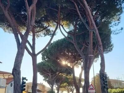 Tutelare i pini di Via Vittorio Veneto: incontro pubblico 13 agosto, ore 21 alla Pinetina di Via Trieste, Lido di Camaiore