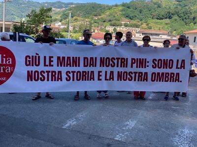 Italia Nostra Versilia: Sit-in sabato 1 agosto a difesa dei pini di Viareggio