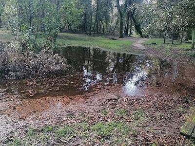 Italia Nostra Versilia: Viareggio, pineta di Ponente, come mai gli alberi cascano?