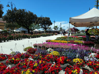 A Tonfano tutto pronto per &quot;Marina in fiore&quot;