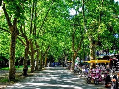 Claudio Grandi, vicepresidente di Italia Nostra Versilia: "La pineta di Ponente ridotta ad un comodo parcheggio dal comune di Viareggio"