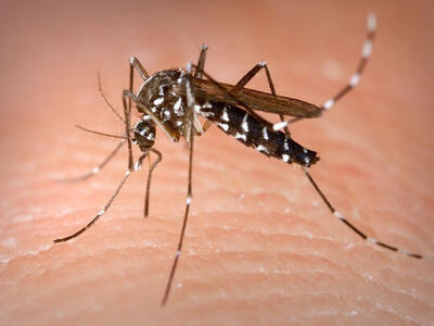 Dengue: come difendersi dalle zanzare e perché la prevenzione riguarda tutti i cittadini