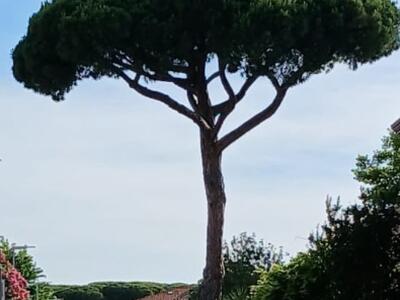 Pino di Via Piave, il Comune di Forte dei Marmi dispone ulteriori verifiche tecniche prima di ogni decisione definitiva