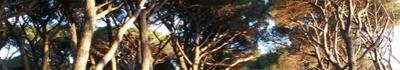 Italia Nostra Versilia per una discontinuità con la precedente gestione del parco di San Rossore