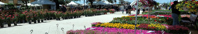 A Tonfano tutto pronto per "Marina in fiore"