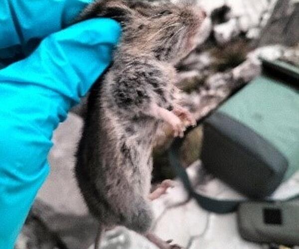 Nuovi siti di presenza nel Parco Regionale delle Alpi Apuane per l'arvicola delle nevi, specie indicatrice dei cambiamenti climatici