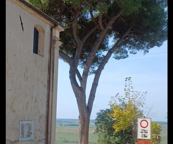 Italia Nostra Versilia: "Chiesa di Massaciuccoli a Massarosa, un altro pino in pericolo"