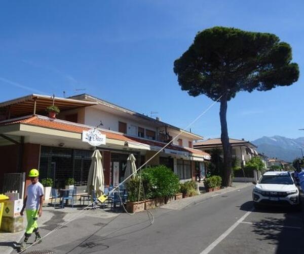 Pino di via Piave a Forte dei Marmi: le verifiche confermano la stabilità dell'albero. Revocata la procedura di abbattimento.