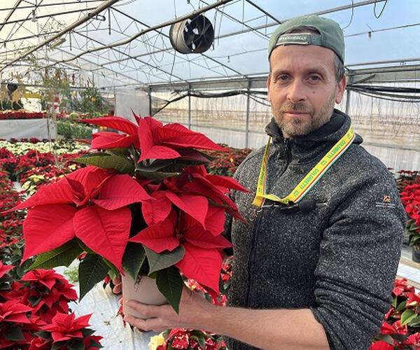 Versilia: Coldiretti Lucca, Stelle di Natale clima-resistenti, vintage e multicolore, la risposta del florovivaismo ai tempi che cambiano