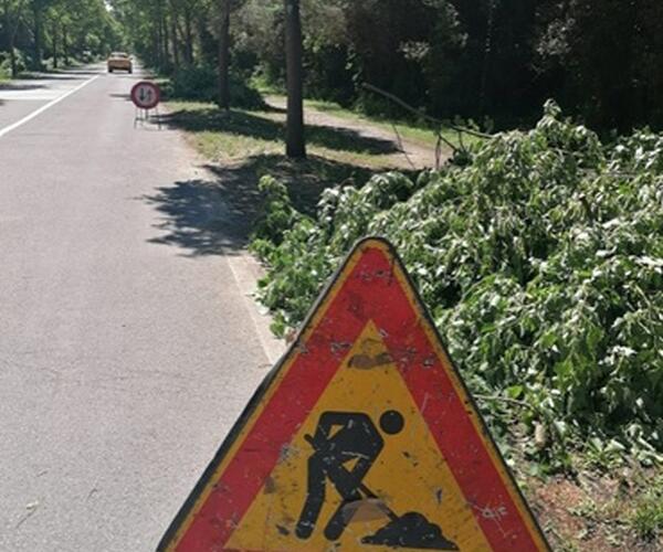 Italia Nostra Versilia: "Potatura degli alberi nel viale Dei Tigli a Viareggio in periodo di nidificazione"