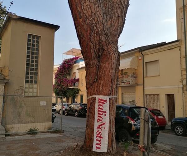 Italia Nostra Versilia in merito al pino di piazza Sant'Andrea a Viareggio
