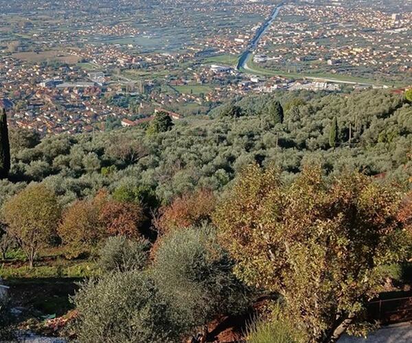 Italia Nostra Versilia fa un esposto contro l&#039;amministrazione comunale di Forte dei Marmi per impedire la costruzione di 23 villette in una zona considerata bosco dalla Regione