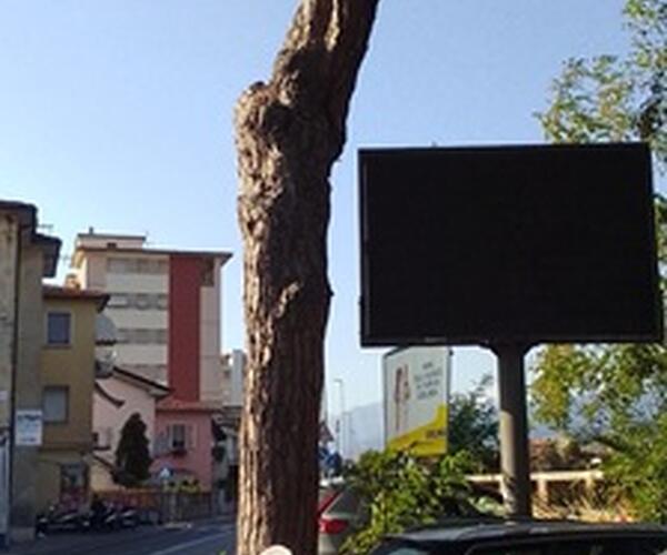 Abbattimento pini in via Cei: Italia Nostra Versilia ha inviato diffida all'Amministrazione di Viareggio