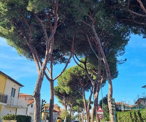 Le associazioni ambientaliste chiedono rettifica alla stampa su pini causa di incidenti