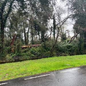 Alberi Viareggio 2