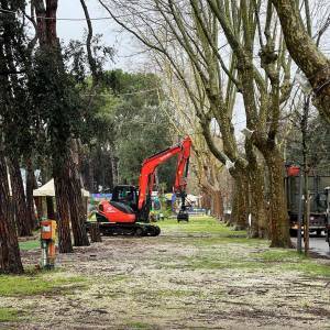 Alberi Viareggio