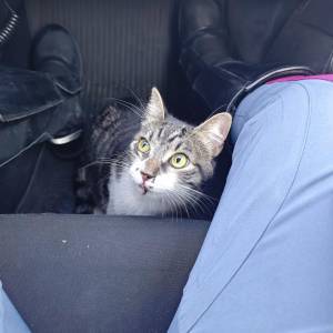Gatto autostrada 2