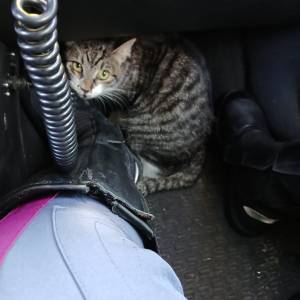 Gatto autostrada 3