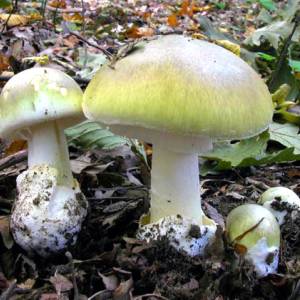 Amanita  phalloides