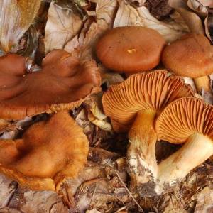 Cortinarius orellanus