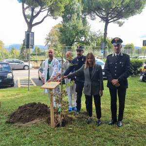 ok Albero Versilia 17