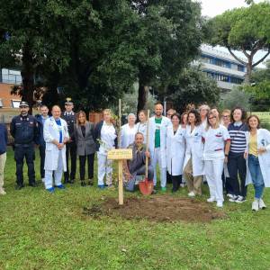 ok Albero Versilia 21