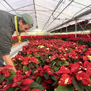 Foto Nicola Cinquini Stelle di Natale 2