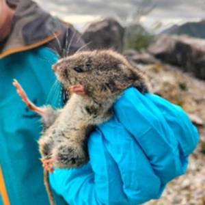 Arvicola delle nevi 2