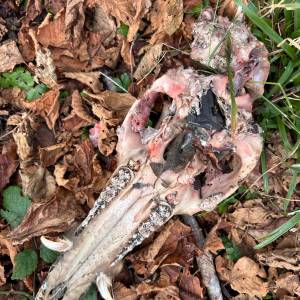 Peste Suina Africana 1