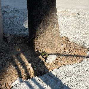 alberi piazza Piave e piazza della Rimembranza 1