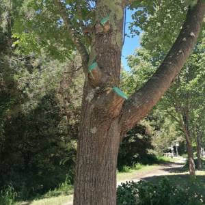Potatura degli alberi nel viale Dei Tigli 1