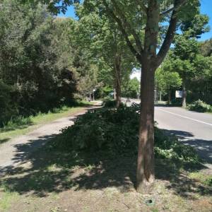 Potatura degli alberi nel viale Dei Tigli 2