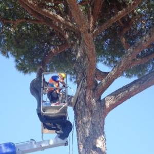 pino controllo in quota
