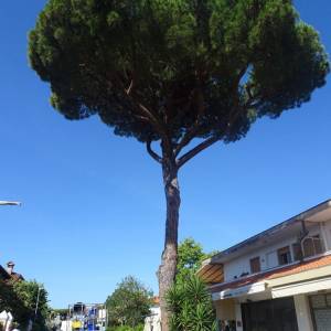 pino via Piave verifica