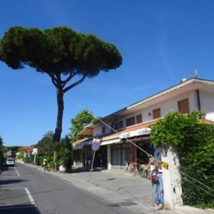 Prova trazione pino
