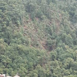 alberi Pomezzana 783831398_1791753968667030_3945356690493288910_n r