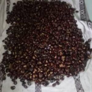 Castagne